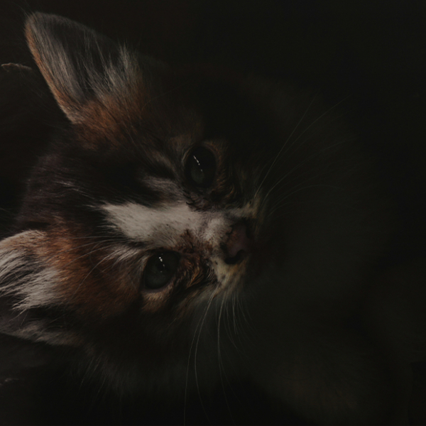 Почему в Астане массово умирают породистые котята