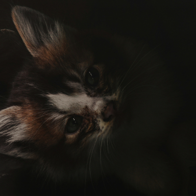 Почему в Астане массово умирают породистые котята