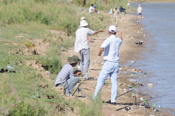 В Урале наблюдается нашествие судака